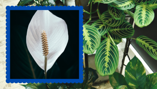 Flowers for air quality