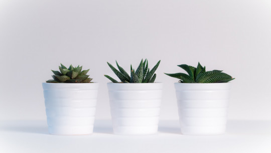 Indoor Plants for Air Quality | Improve Air Quality I Your Home